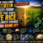 Clue Challenge Day #40: Scientists Found the Gene That Could Save Rice From Climate Change. Can You Name It?